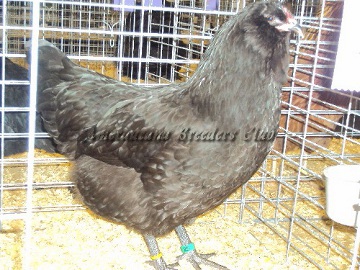 SC District 2014 Junior CH AOSB Black Pullet